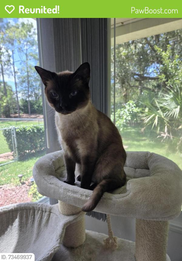 Reunited Male Cat last seen Sylvester Ct and Merritt Path, Rocky Point, NY 11778