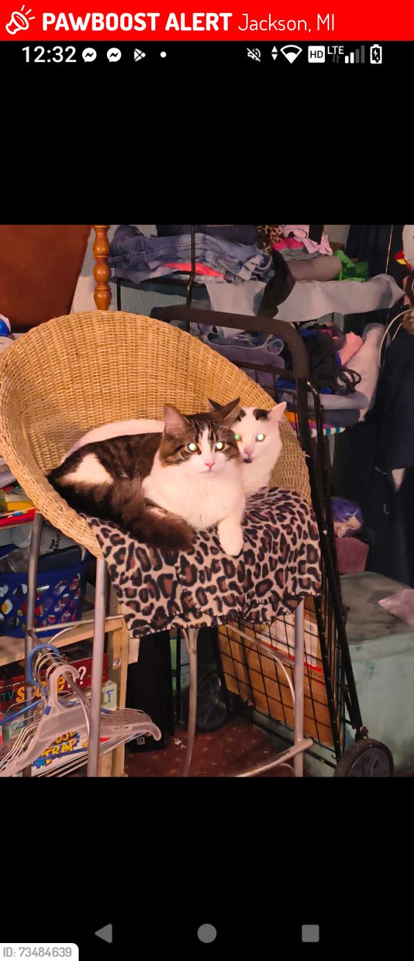 Lost Male Cat last seen Pringle/Elm, Jackson, MI 49203