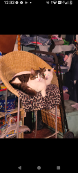 Lost Male Cat last seen Pringle/Elm, Jackson, MI 49203