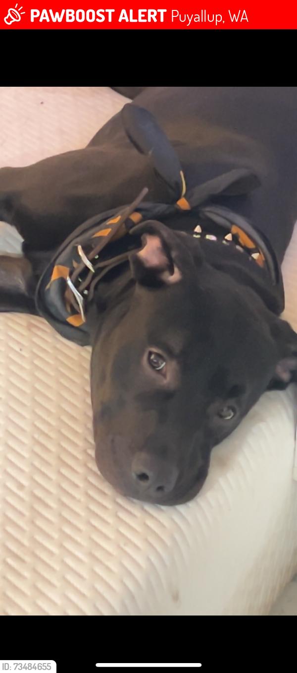 Lost Male Dog last seen Nearby Safeway on shaw road, Puyallup, WA 98372