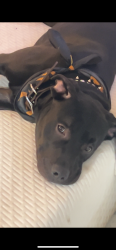 Lost Male Dog last seen Nearby Safeway on shaw road, Puyallup, WA 98372
