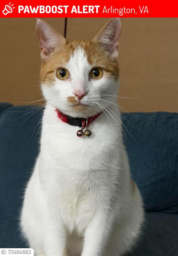 Lost Male Cat last seen Near 9st s Arlington va 22204, Arlington, VA 22204