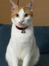 Lost Male Cat last seen Near 9st s Arlington va 22204, Arlington, VA 22204
