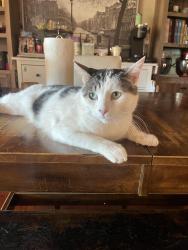 Lost Male Cat last seen Valle vista road in eucalyptus hills (lakeside), Lakeside, CA 92040