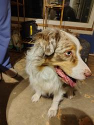 Reunited Unknown Dog last seen Westside Blvd and Los Diamantes, Rio Rancho, NM 87114