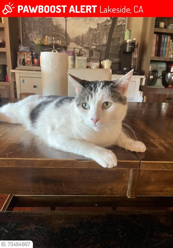 Lost Male Cat last seen Valle vista road in eucalyptus hills (lakeside), Lakeside, CA 92040