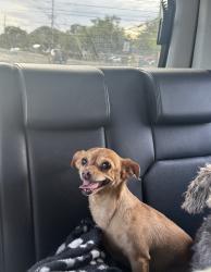 Lost Female Dog last seen Near Walmart on Valencia, Tucson, AZ 85746