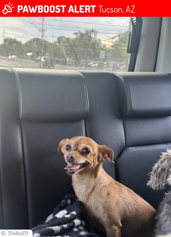 Lost Female Dog last seen Near Walmart on Valencia, Tucson, AZ 85746