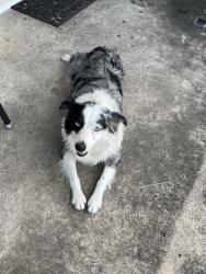 Reunited Female Dog last seen Mitchell Ave, Waco, TX 76714