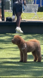 Lost Male Dog last seen Near Caro St Paramount, CA 90723 United States, Paramount, CA 90723