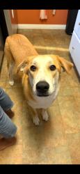 Reunited Female Dog last seen Yorktown and Main street, Huntington Beach, CA 92648