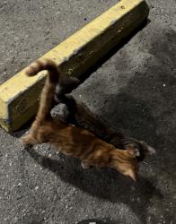 Found/Stray Unknown Cat last seen At super s food and liquor in SB on Arrowhead, San Bernardino, CA 92408