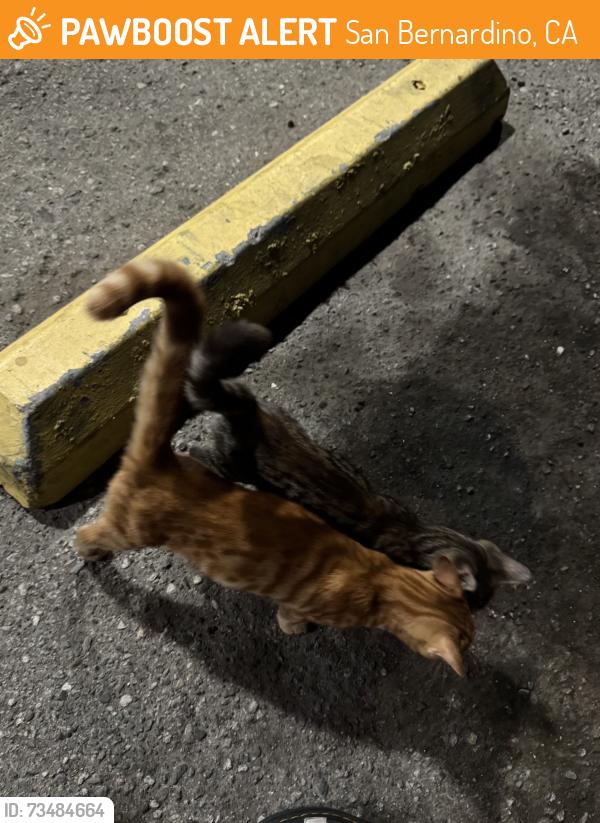 Found/Stray Unknown Cat last seen At super s food and liquor in SB on Arrowhead, San Bernardino, CA 92408