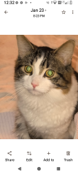 Lost Male Cat last seen Elm and Pringle, Jackson, MI 49203