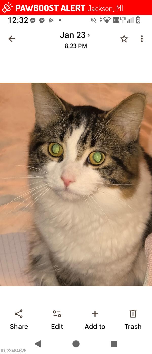 Lost Male Cat last seen Elm and Pringle, Jackson, MI 49203