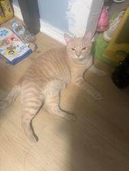 Reunited Female Cat last seen Ridgeland and 32nd street Berwyn Il, Berwyn, IL 60402