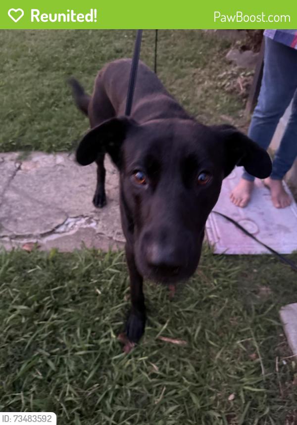 Reunited Male Dog last seen 8th avenue, Cramerton, NC 28032