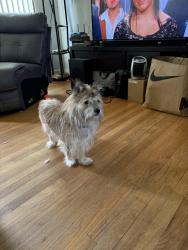 Lost Male Dog last seen Stony Island, Chicago, IL 60619