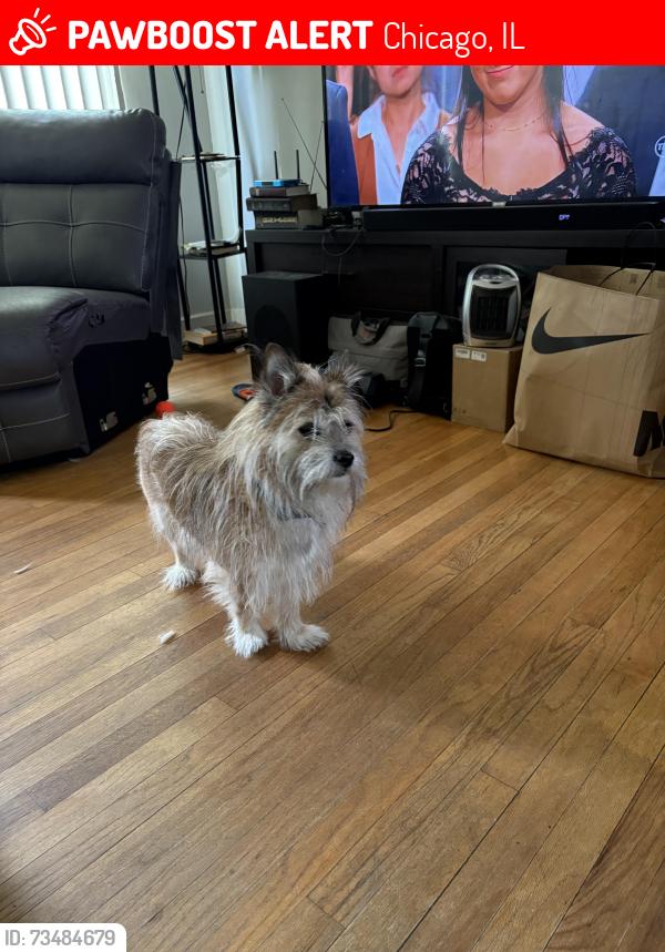Lost Male Dog last seen Stony Island, Chicago, IL 60619