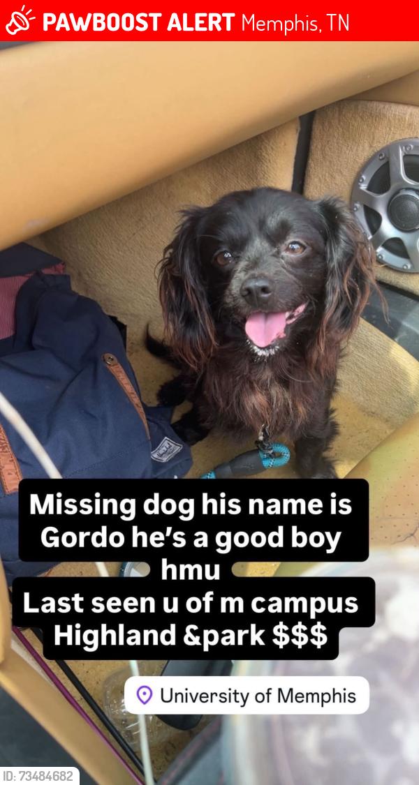 Lost Male Dog last seen Highland and park, Memphis, TN 38111