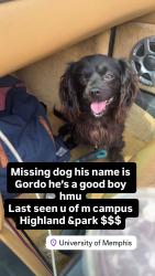 Lost Male Dog last seen Highland and park, Memphis, TN 38111