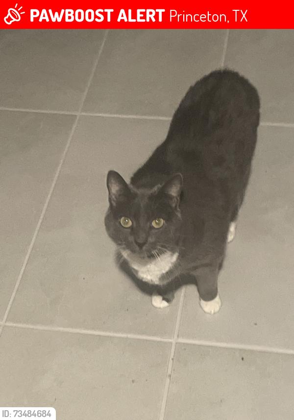 Lost Female Cat last seen Plum Rd and Cypress Bend, Princeton, TX 75407