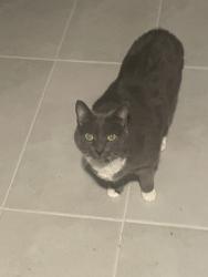 Lost Female Cat last seen Plum Rd and Cypress Bend, Princeton, TX 75407