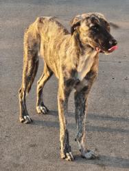 Found/Stray Unknown Dog last seen Hwy 249 & Antoine Dr, Houston, TX 77086