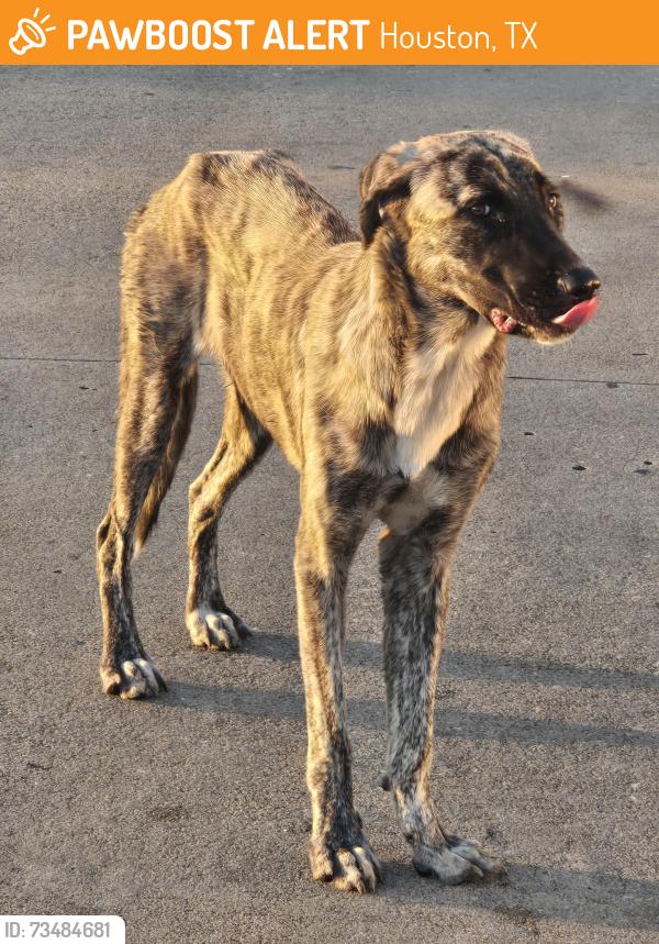 Found/Stray Unknown Dog last seen Hwy 249 & Antoine Dr, Houston, TX 77086