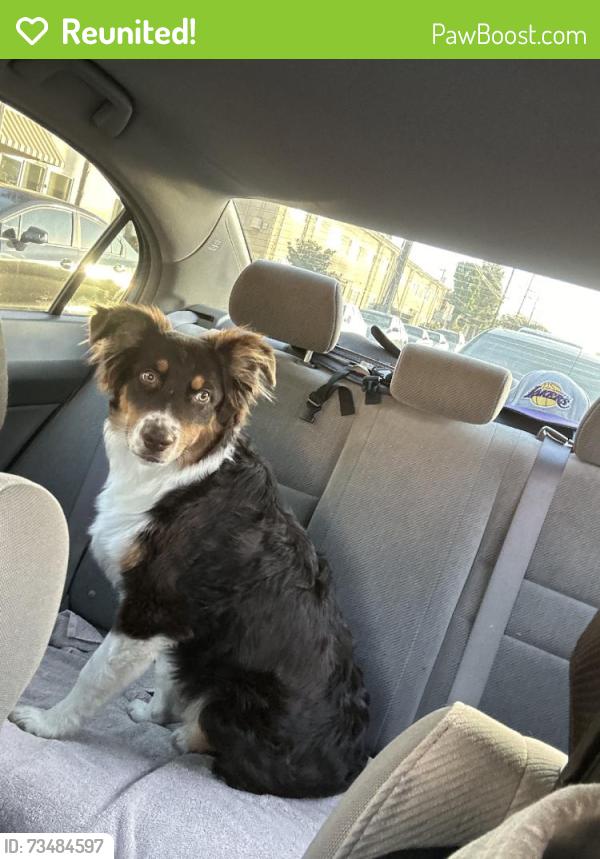 Reunited Male Dog last seen Near Walnut Ave, Lynwood, CA 90262, USA, Lynwood, CA 90262