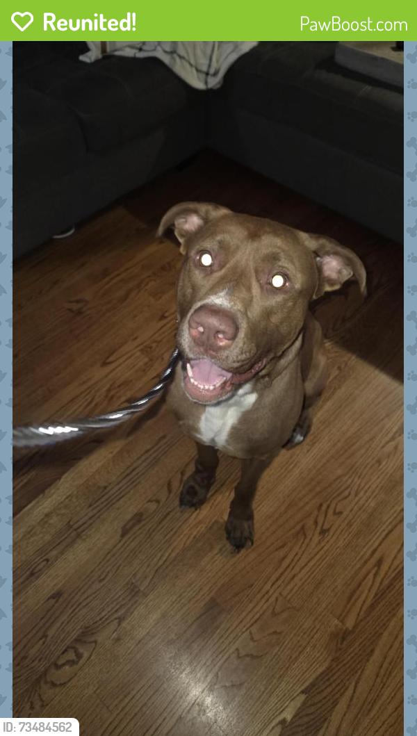 Reunited Male Dog last seen 10 mile and Rubin Road, Warren, MI 48089