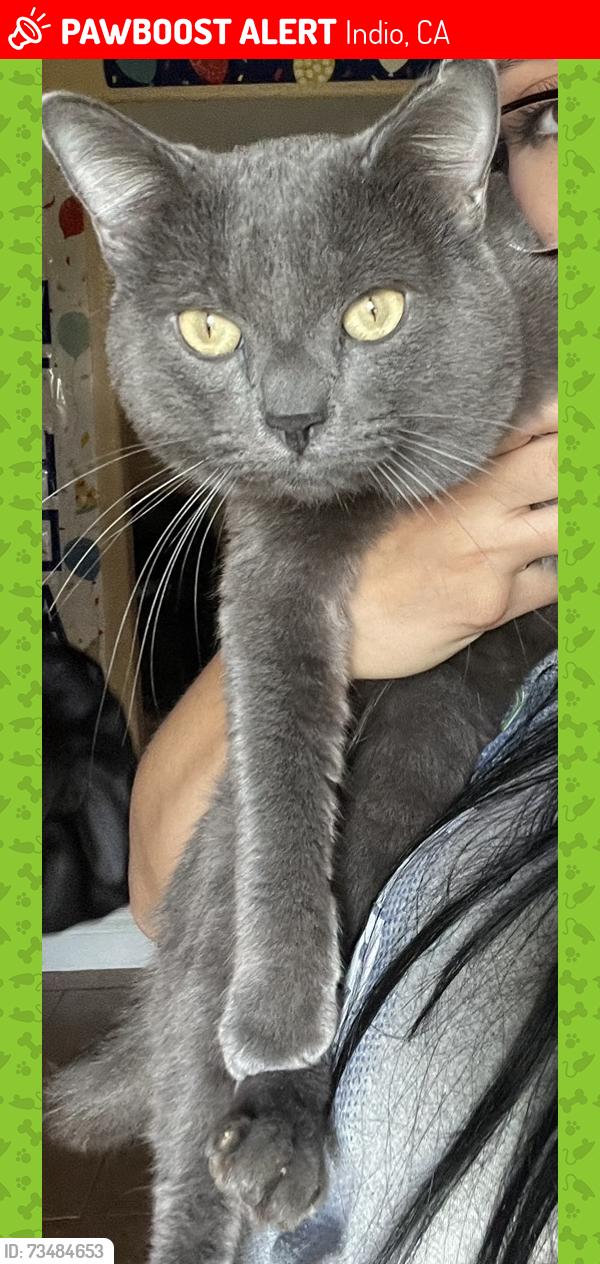 Lost Male Cat last seen James Madison elementary, Indio, CA 92201