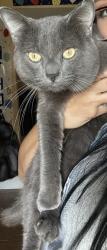 Lost Male Cat last seen James Madison elementary, Indio, CA 92201