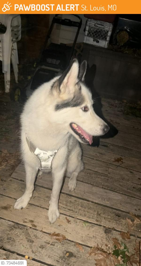Found/Stray Male Dog last seen Vermont and bates St. Louis mo 63111, St. Louis, MO 63111