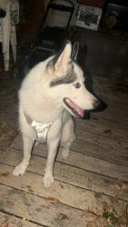 Found/Stray Male Dog last seen Vermont and bates St. Louis mo 63111, St. Louis, MO 63111