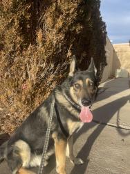 Reunited Male Dog last seen 84th Ave & York at, Welby, CO 80229