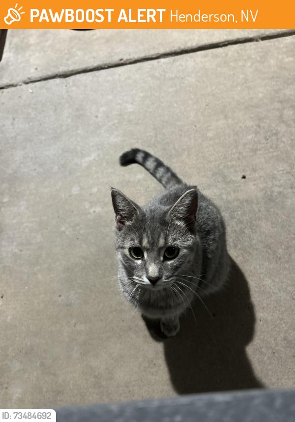 Found/Stray Unknown Cat last seen Near Bismarkway, Henderson, NV 89015