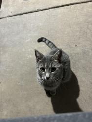 Found/Stray Unknown Cat last seen Near Bismarkway, Henderson, NV 89015