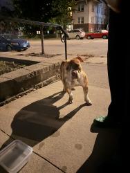 Found/Stray Female Dog last seen Toppers pizza, Saint Paul, MN 55105