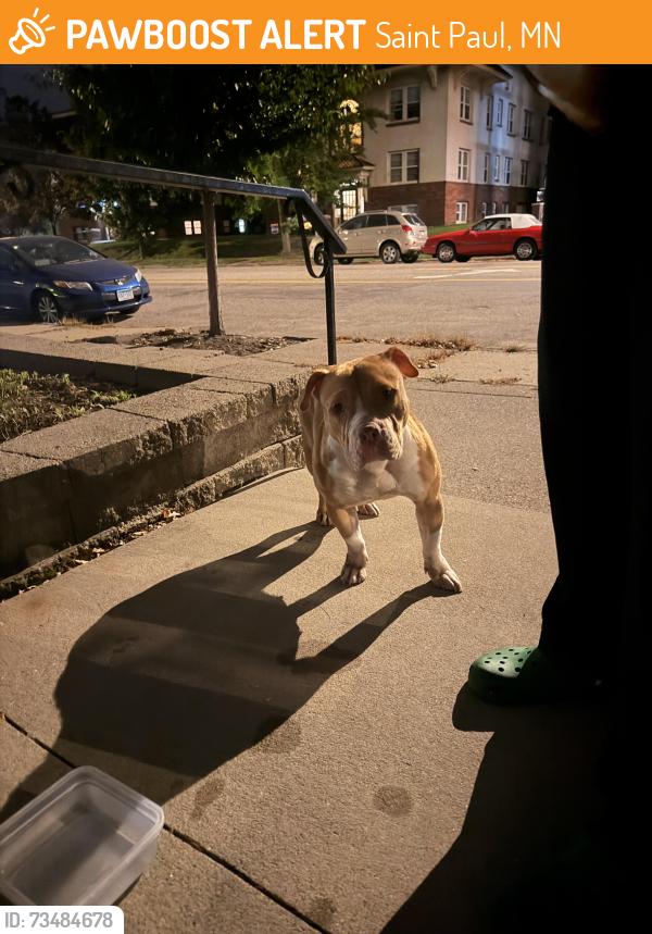 Found/Stray Female Dog last seen Toppers pizza, Saint Paul, MN 55105