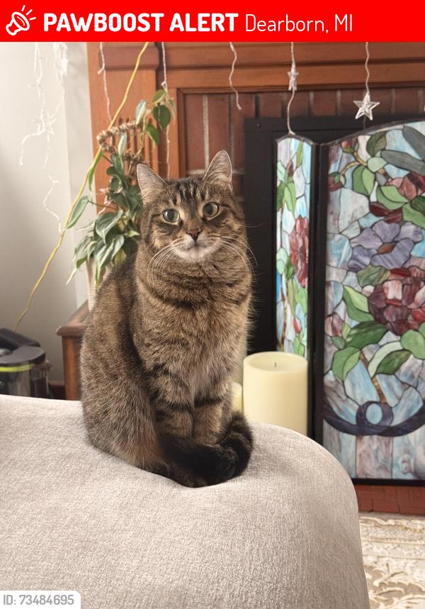 Lost Female Cat last seen Prospect street dearborn Michigan, Dearborn, MI 48126