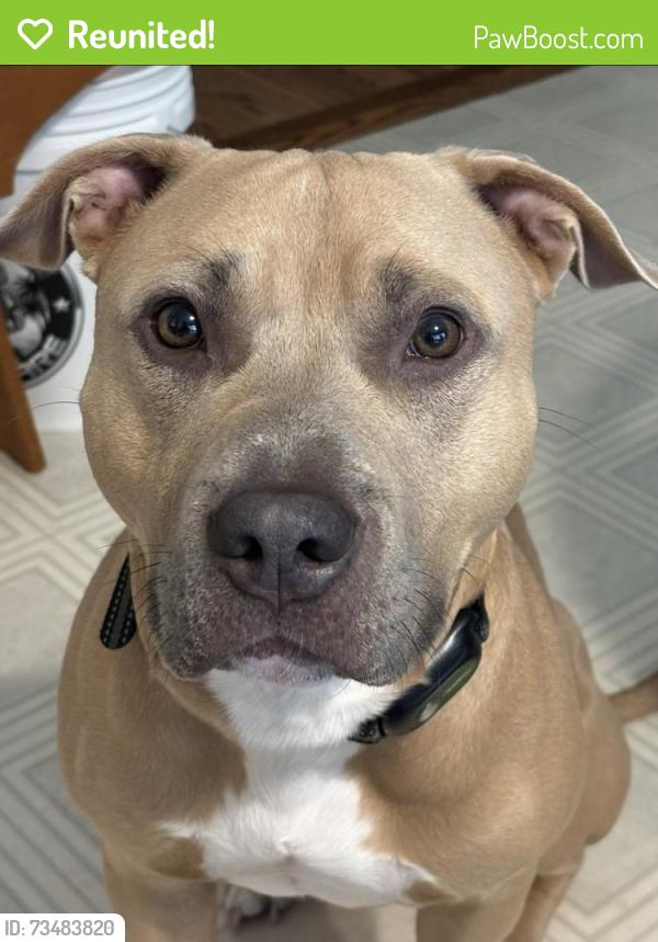 Reunited Male Dog last seen Grybek and Hancock, Homosassa, FL 34448