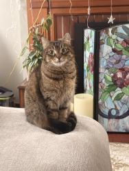 Lost Female Cat last seen Prospect street dearborn Michigan, Dearborn, MI 48126