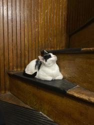 Lost Male Cat last seen lyman ave, North Providence, RI 02911