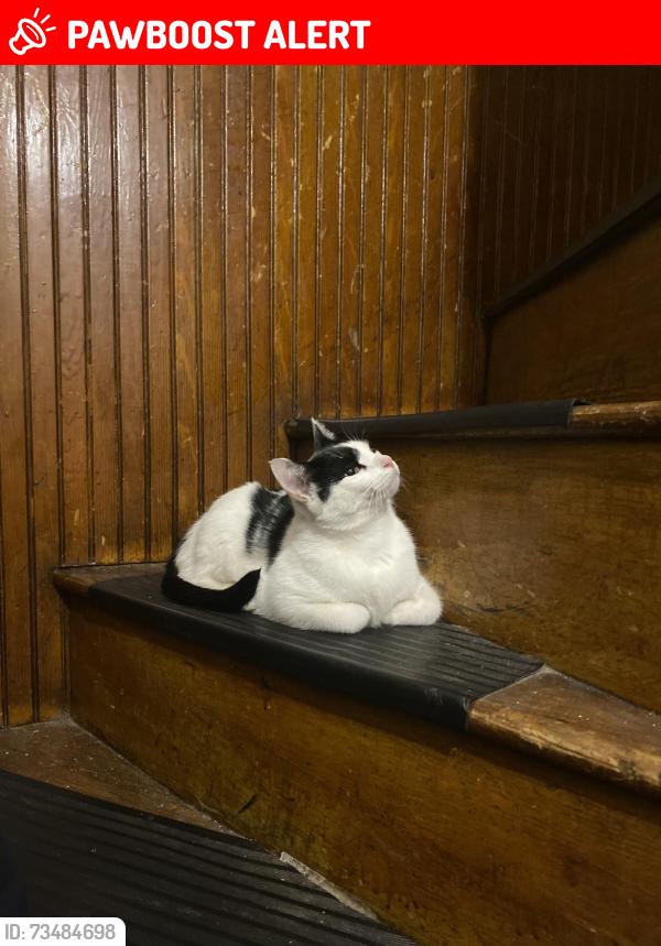 Lost Male Cat last seen lyman ave, North Providence, RI 02911