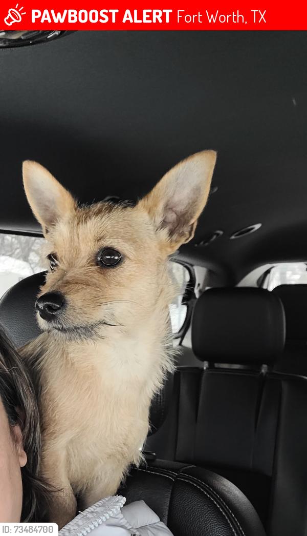 Lost Female Dog last seen Lake worth by roberts cuttoff, Fort Worth, TX 76135
