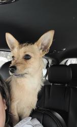 Lost Female Dog last seen Lake worth by roberts cuttoff, Fort Worth, TX 76135