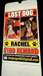 Lost Female Dog last seen Las palmas, San Antonio, TX 78237