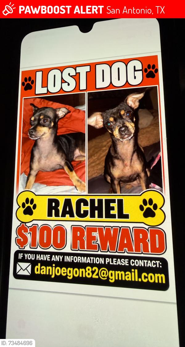 Lost Female Dog last seen Las palmas, San Antonio, TX 78237