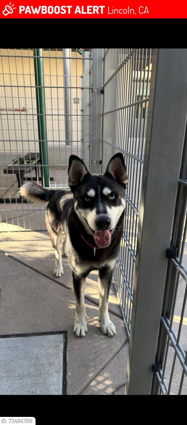 Lost Male Dog last seen By Sun City in Lincoln, Lincoln, CA 95648